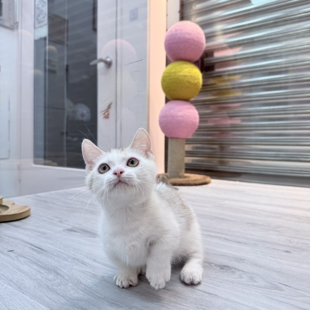 【已售出】曼赤肯