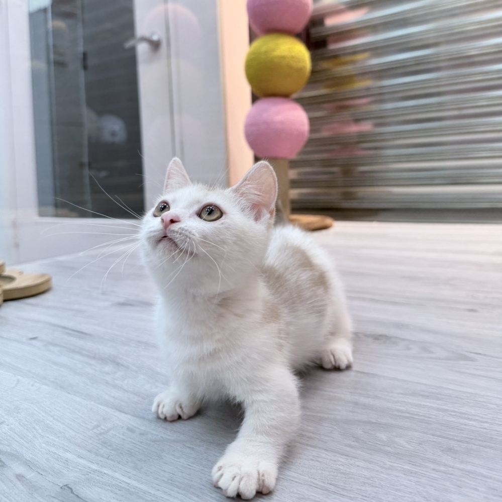 【已售出】曼赤肯