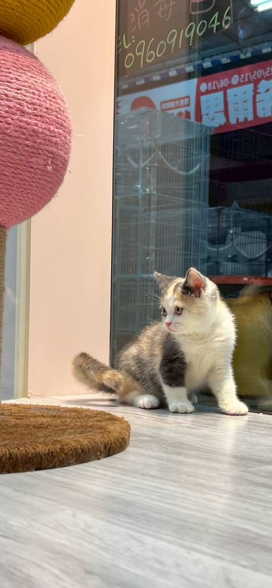 【已售出】英短(三花)