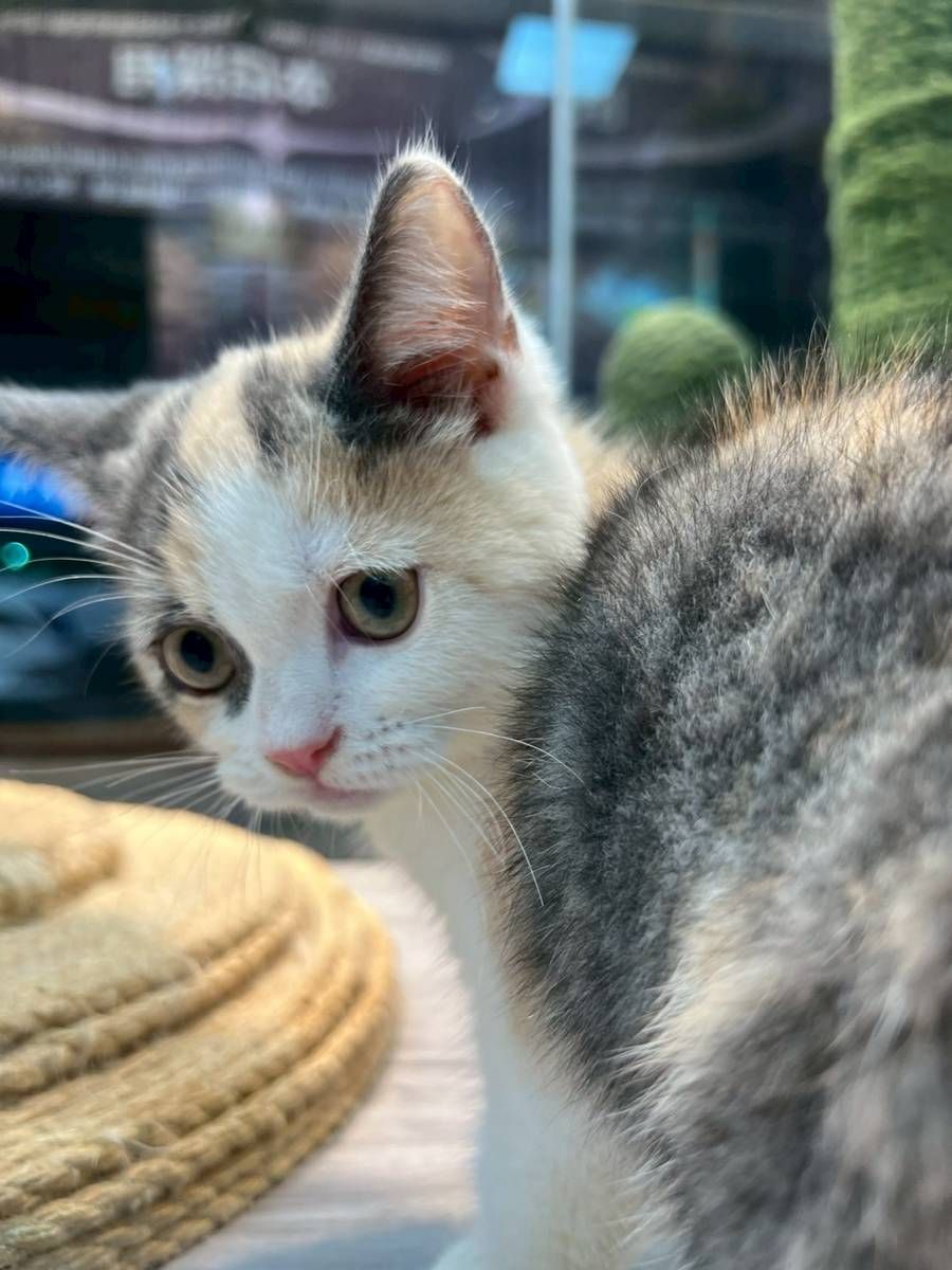 【已售出】英短(三花)