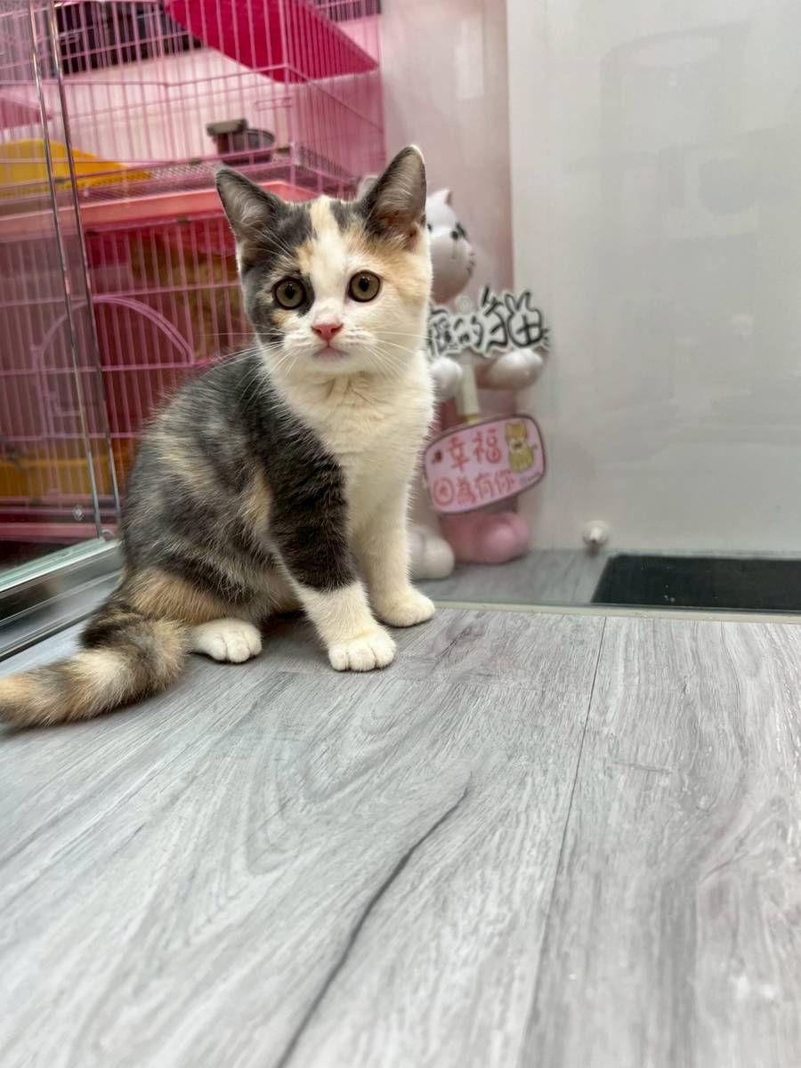 【已售出】英短(三花)