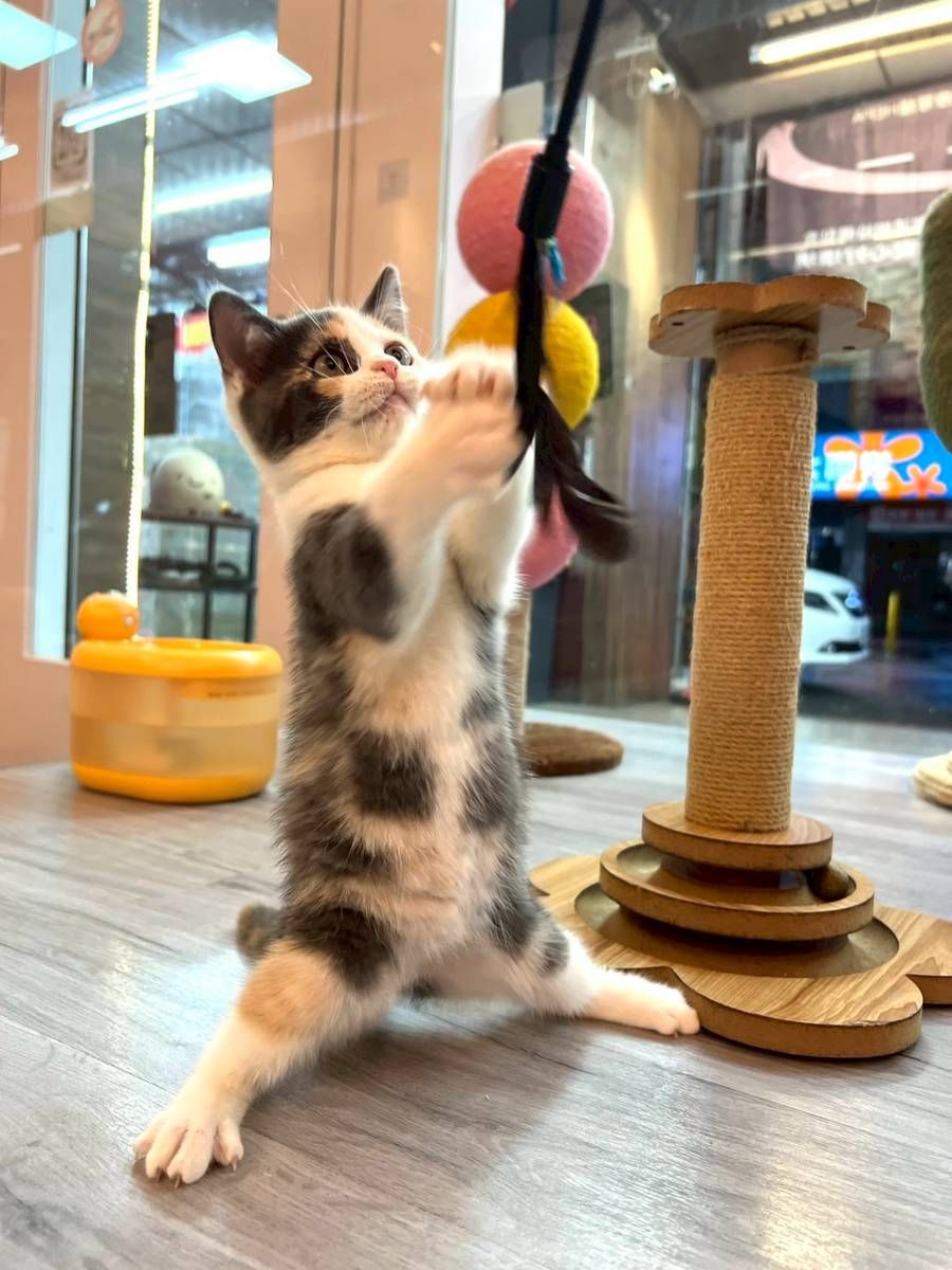 【已售出】英短(三花)