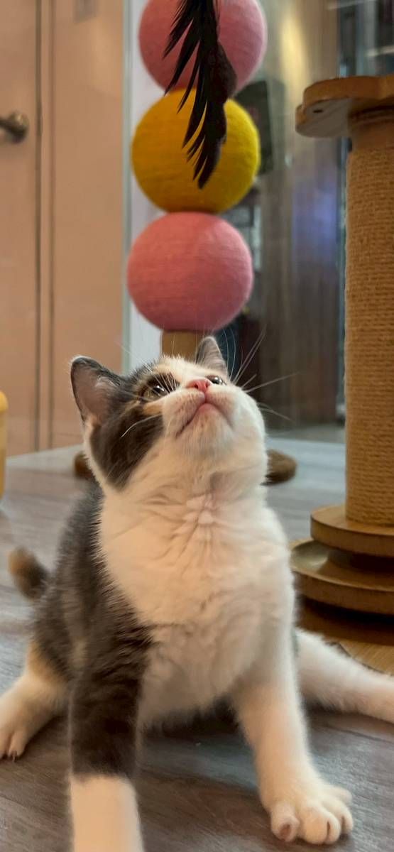 【已售出】英短(三花)