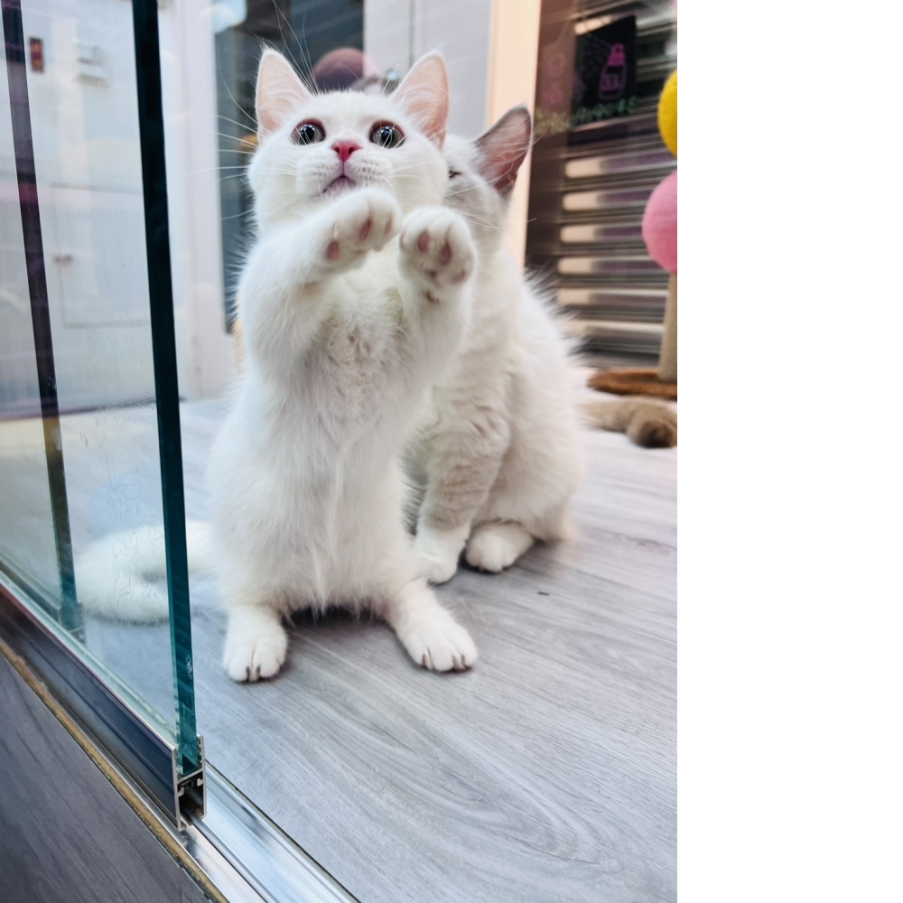 【已售出】曼赤肯