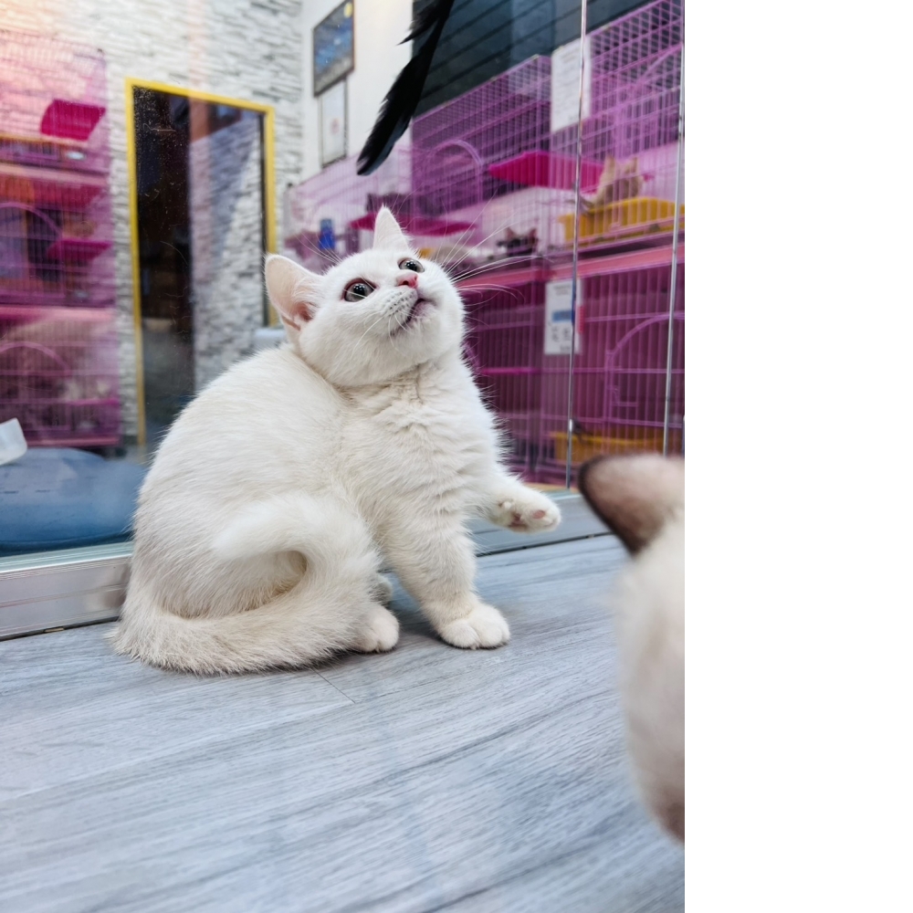 【已售出】曼赤肯