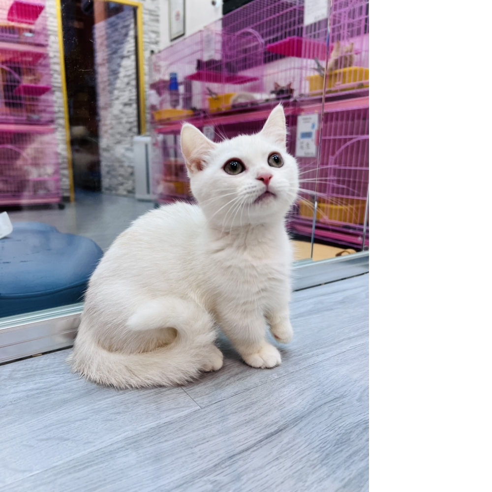 【已售出】曼赤肯