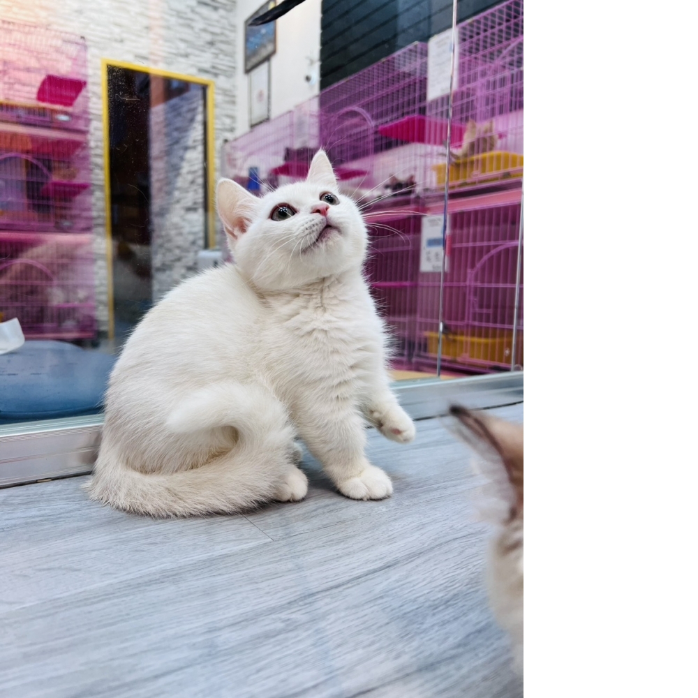 【已售出】曼赤肯