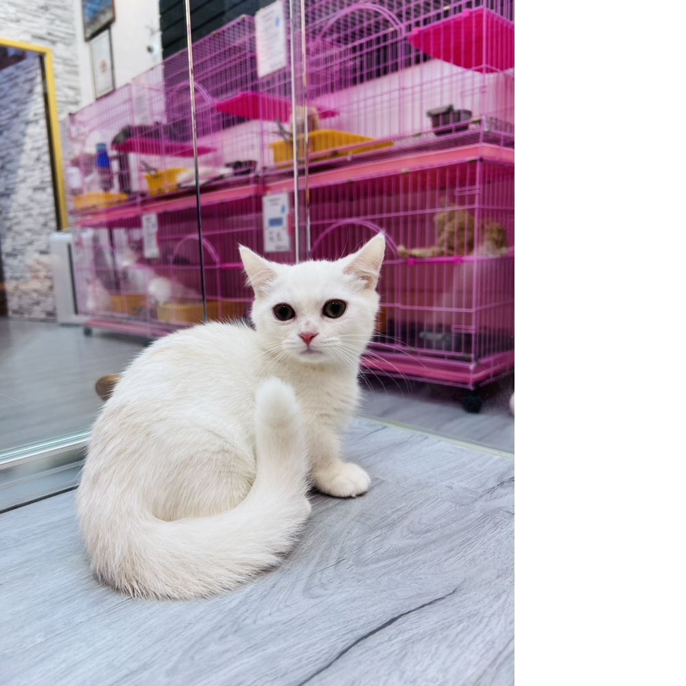 【已售出】曼赤肯