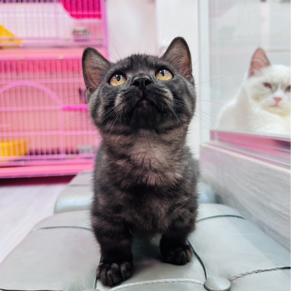 【已售出】曼赤肯-煙燻