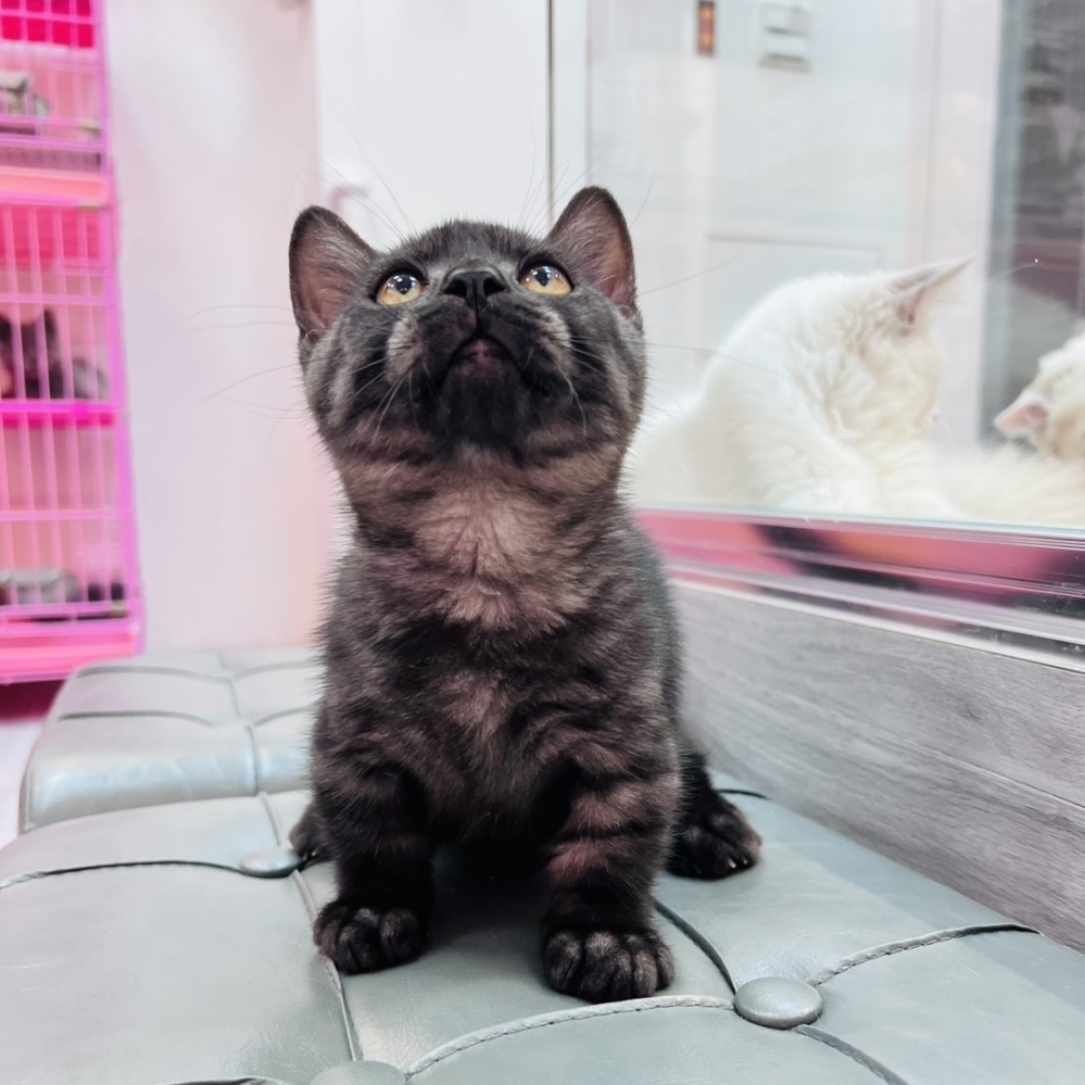 【已售出】曼赤肯-煙燻