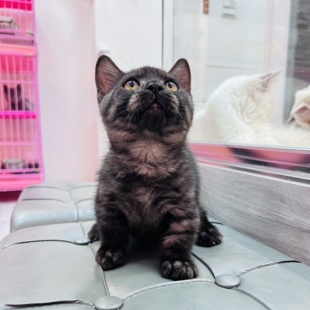 【已售出】曼赤肯-煙燻