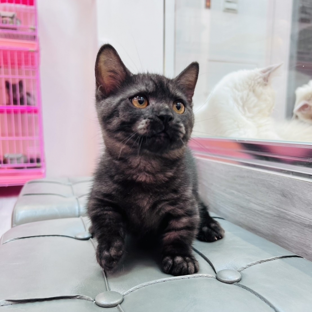 【已售出】曼赤肯-煙燻