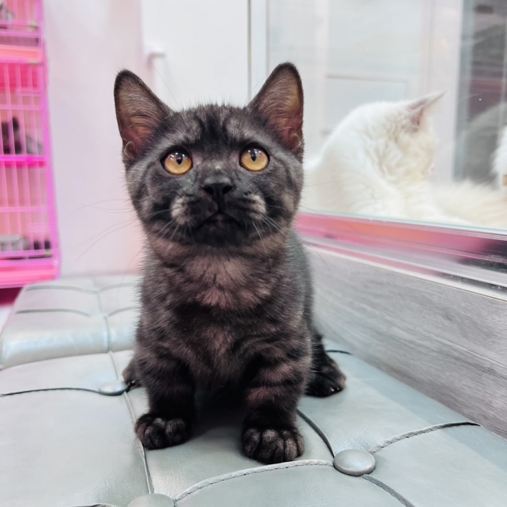 【已售出】曼赤肯-煙燻