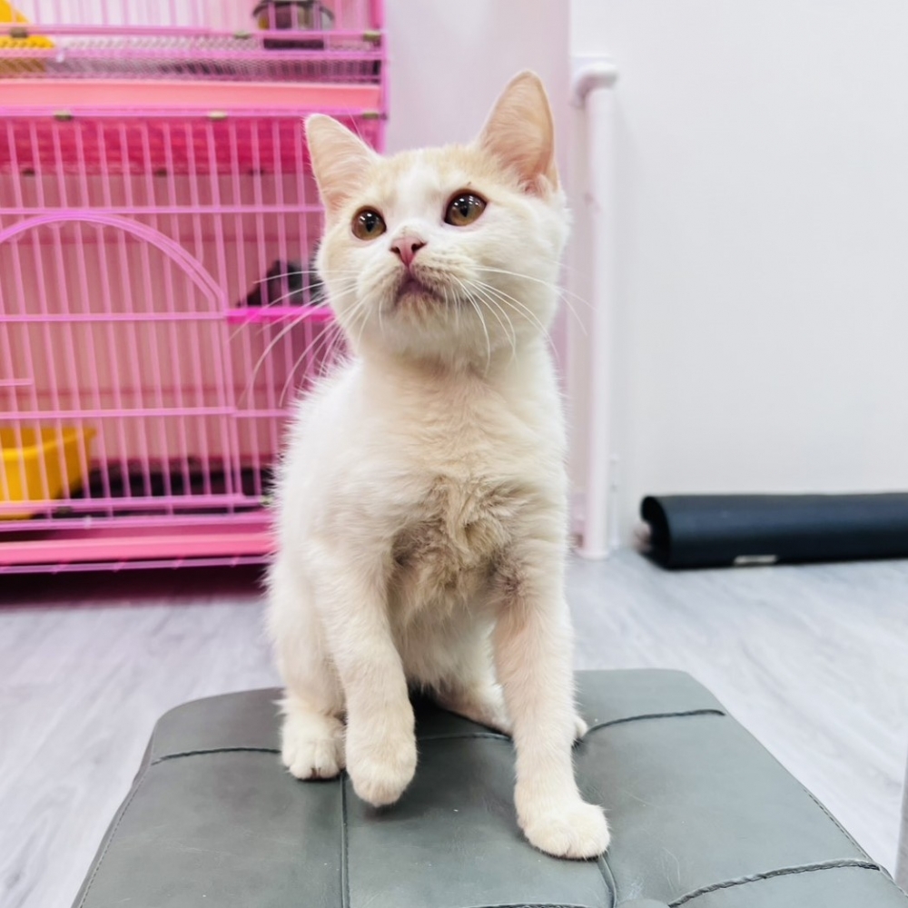 【已售出】英短-桔白