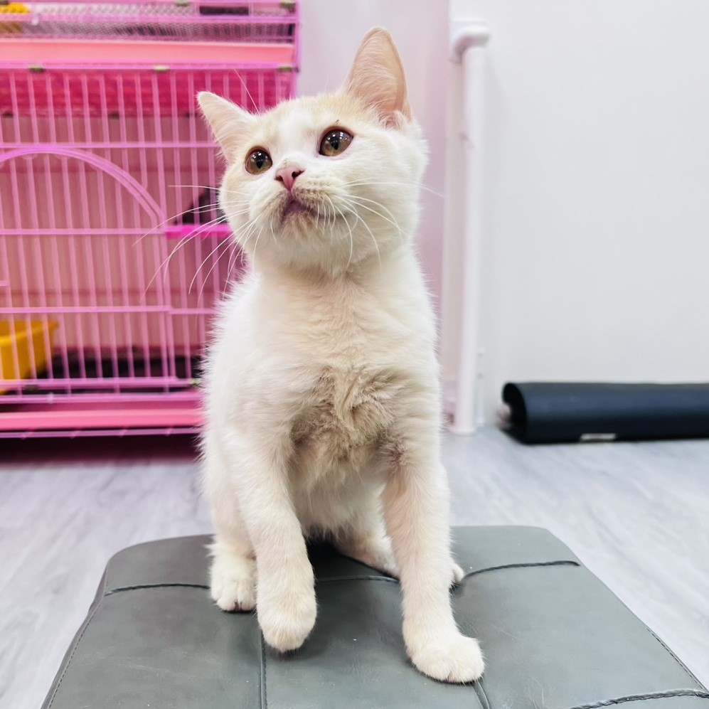 【已售出】英短-桔白