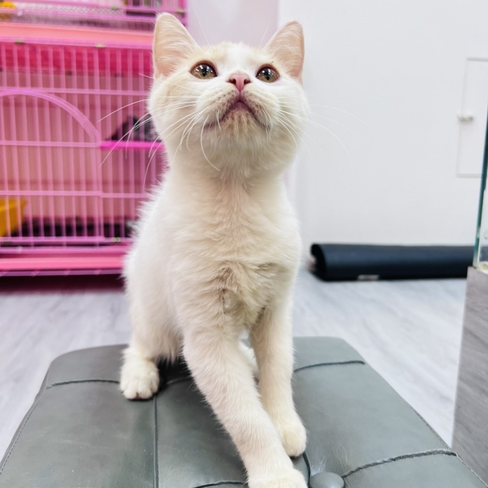 【已售出】英短-桔白