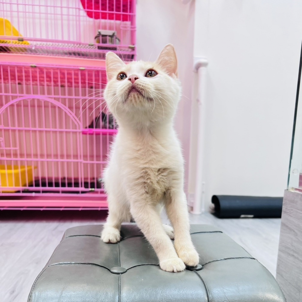 【已售出】英短-桔白