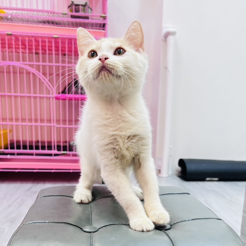 【已售出】英短-桔白