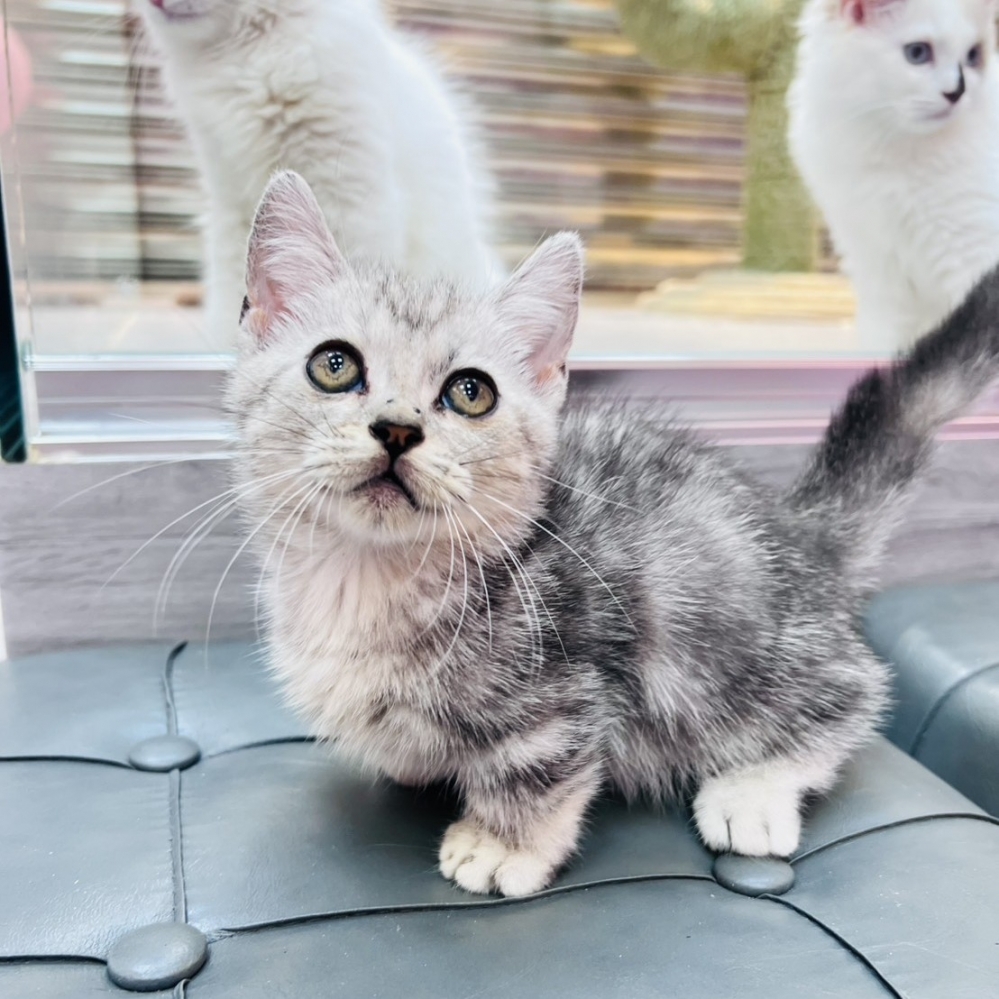 【已售出】曼赤肯-螺旋