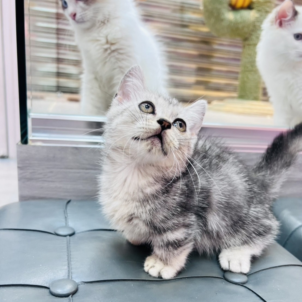 【已售出】曼赤肯-螺旋