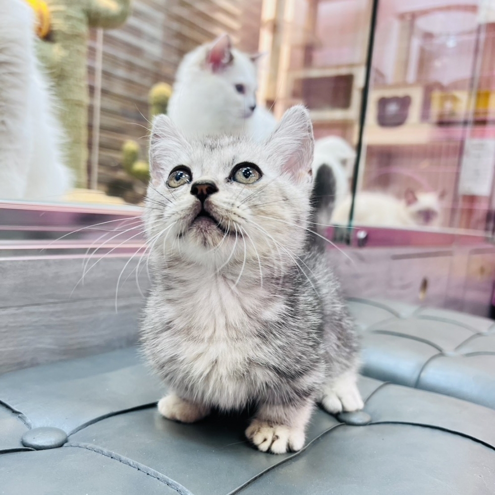 【已售出】曼赤肯-螺旋