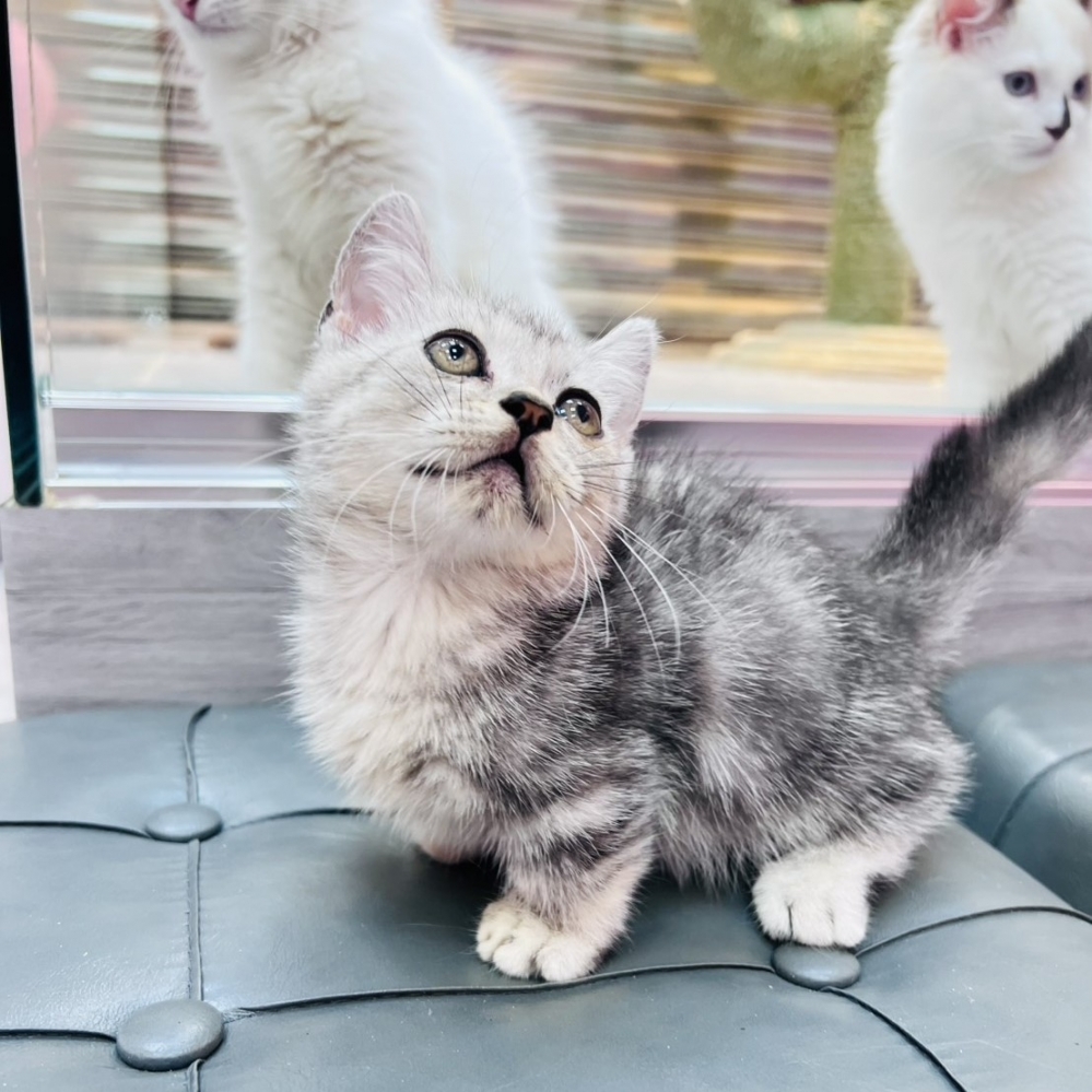 【已售出】曼赤肯-螺旋