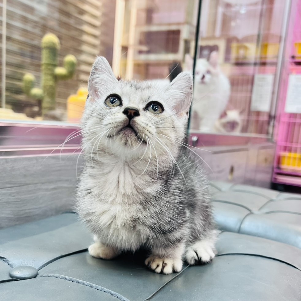 【已售出】曼赤肯-螺旋