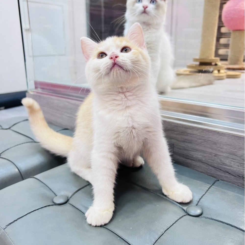 【已售出】英短-奶白