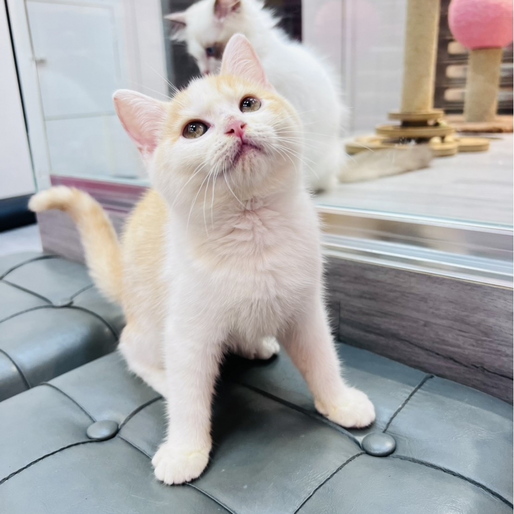 【已售出】英短-奶白