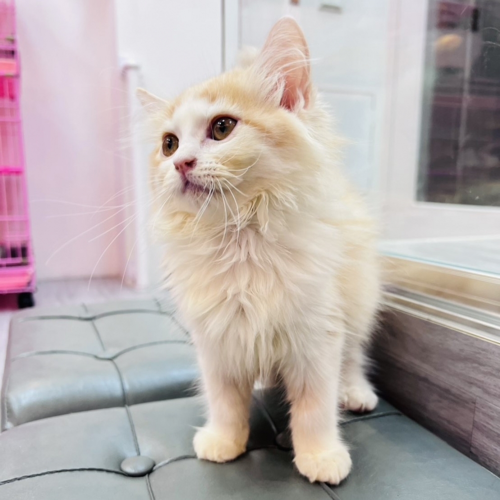 【已售出】英長-奶白