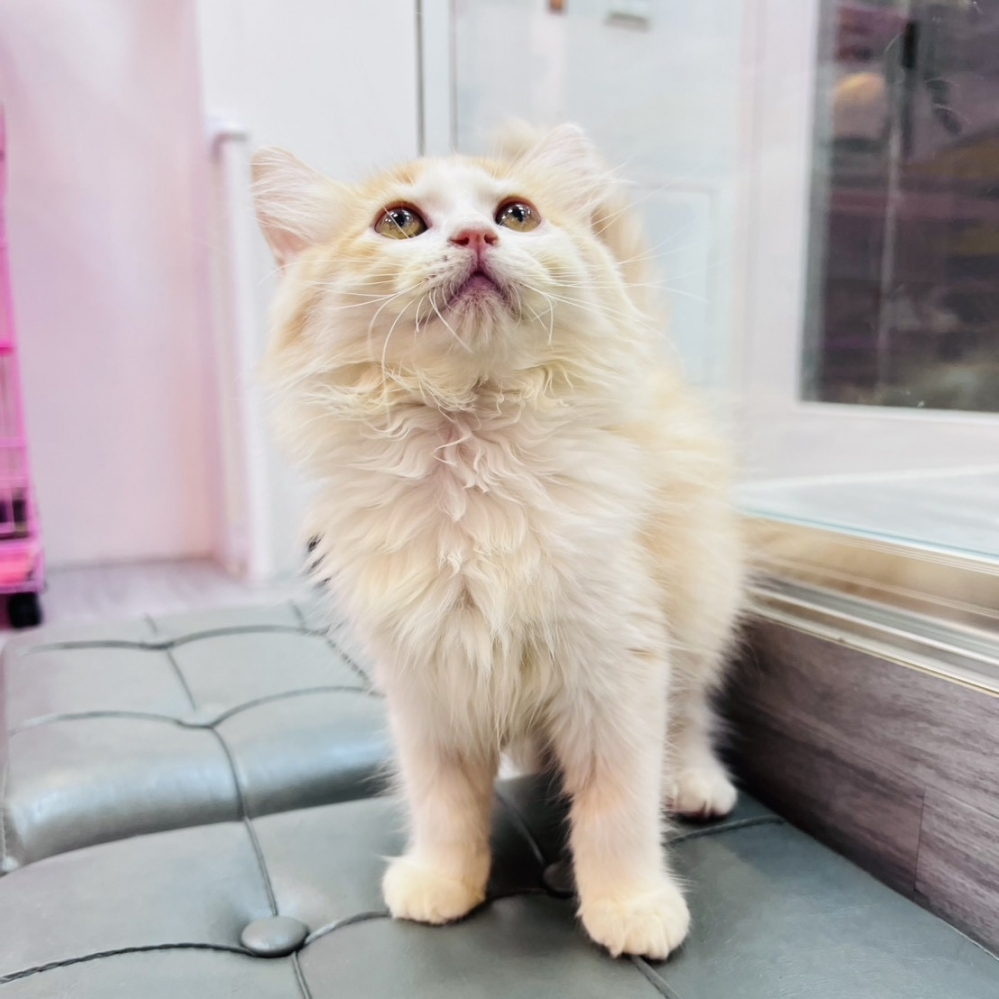 【已售出】英長-奶白