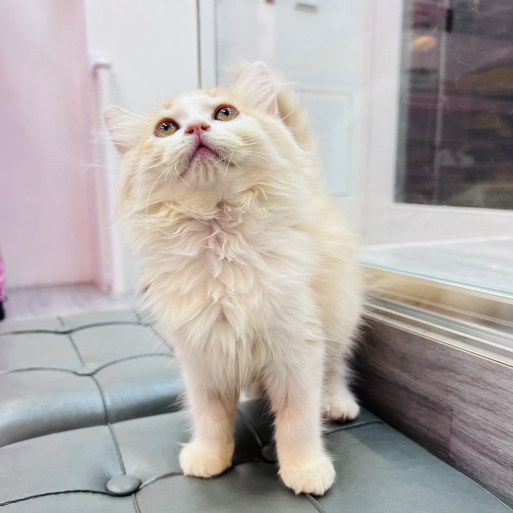 【已售出】英長-奶白