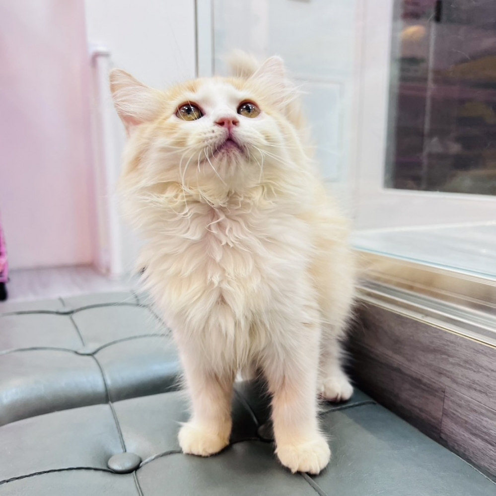 【已售出】英長-奶白