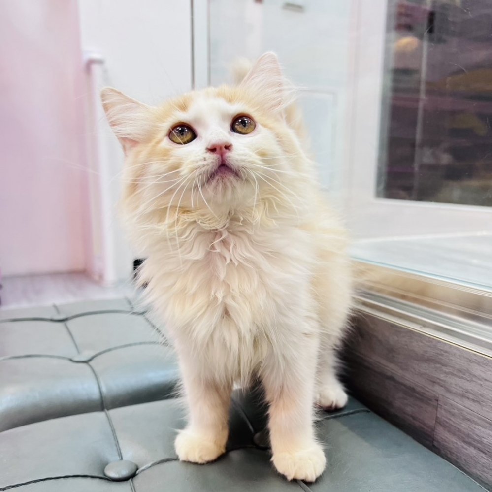 【已售出】英長-奶白