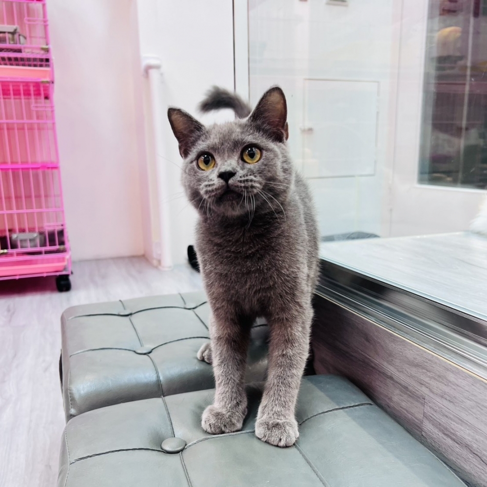 【已售出】英短-藍