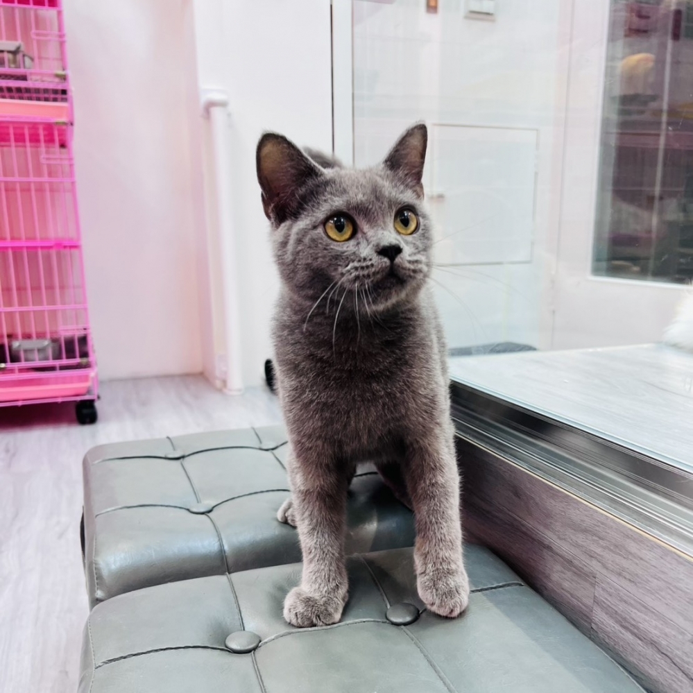 【已售出】英短-藍