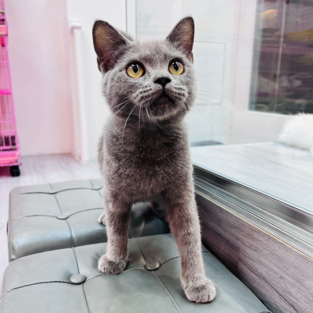 【已售出】英短-藍