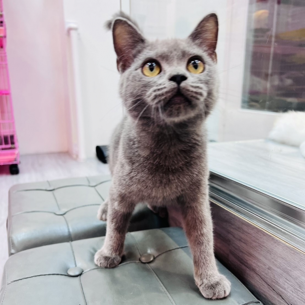 【已售出】英短-藍