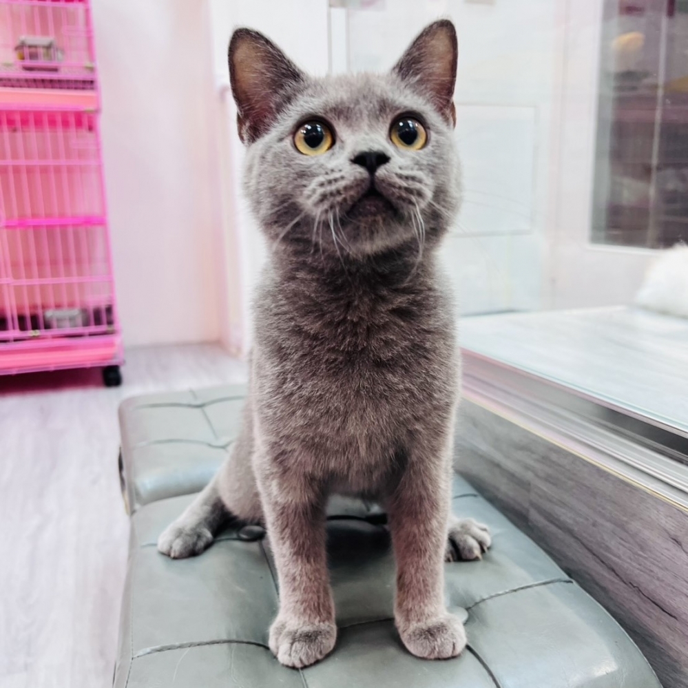 【已售出】英短-藍