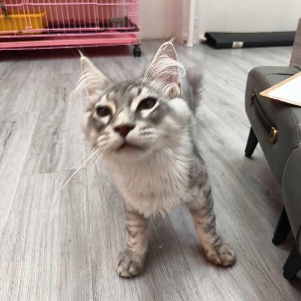 【已售出】緬因-銀白