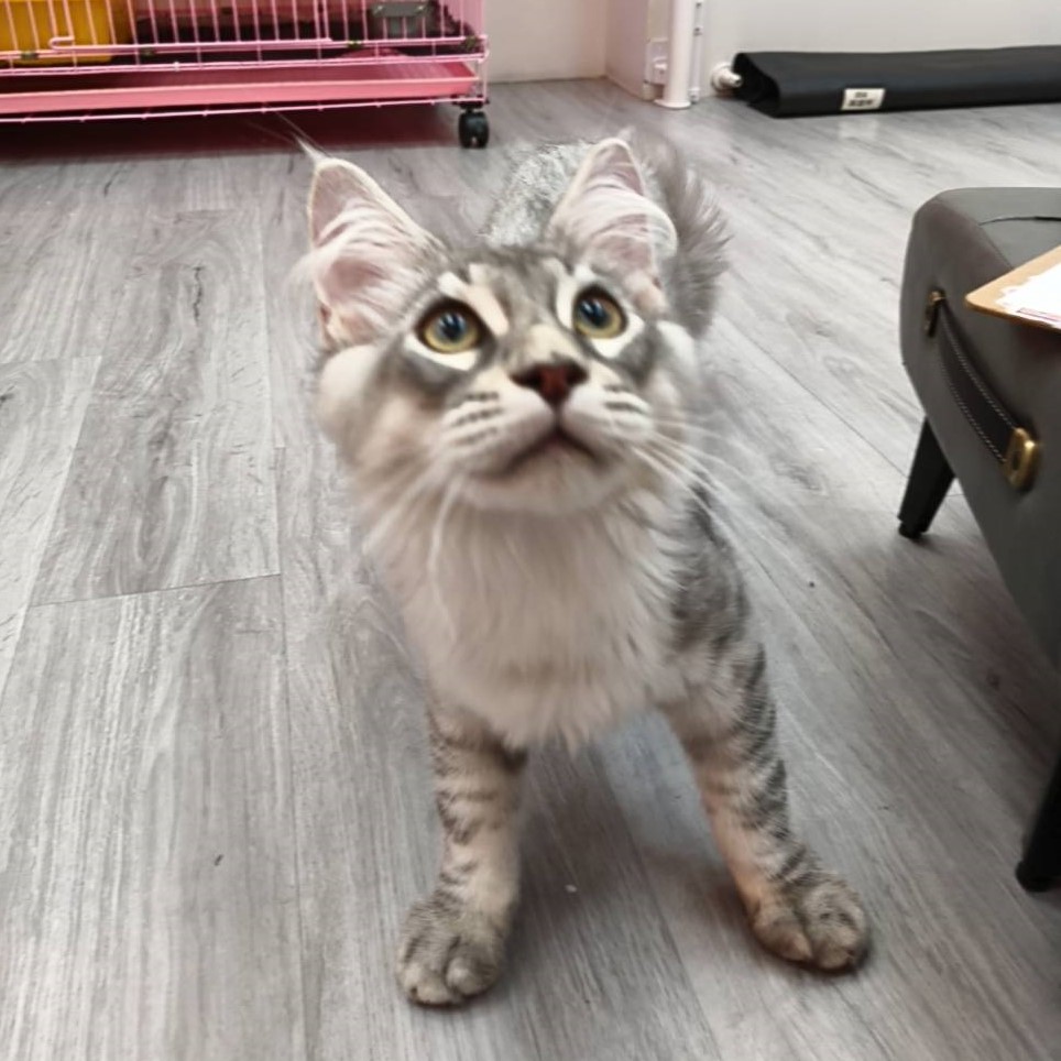 【已售出】緬因-銀白