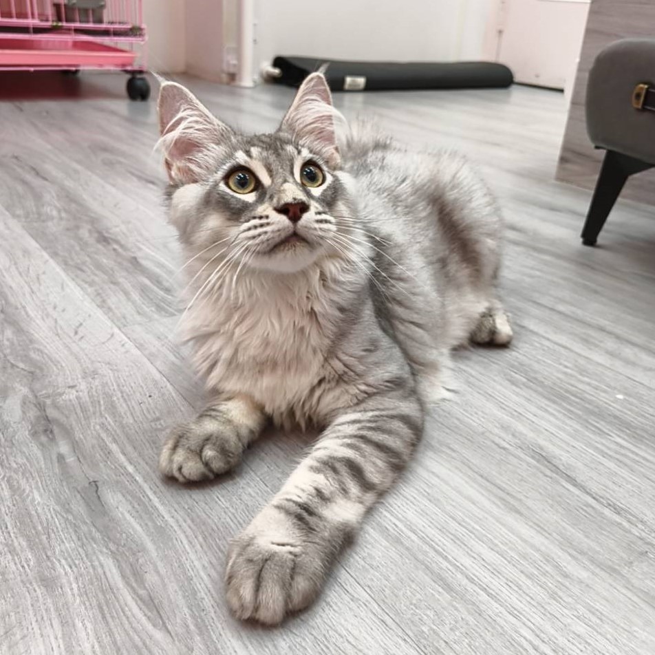 【已售出】緬因-銀白