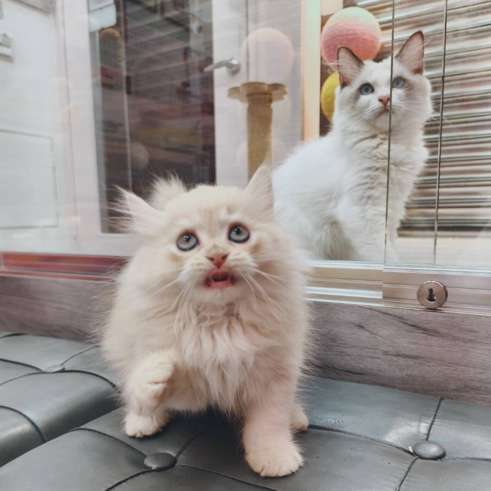 【已售出】英長-奶