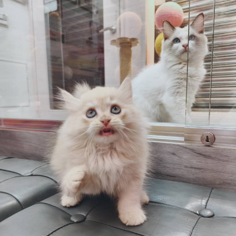 【已售出】英長-奶