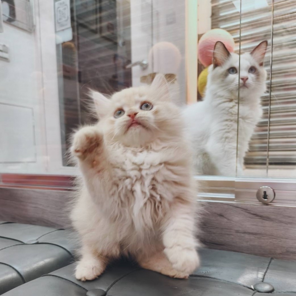 【已售出】英長-奶