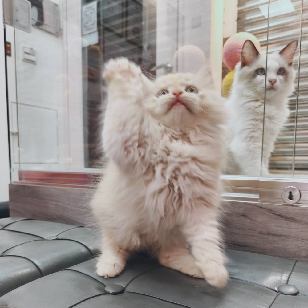 【已售出】英長-奶