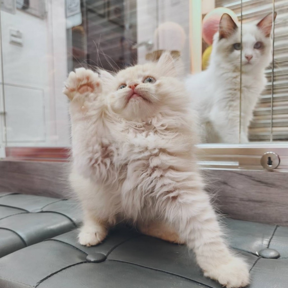 【已售出】英長-奶