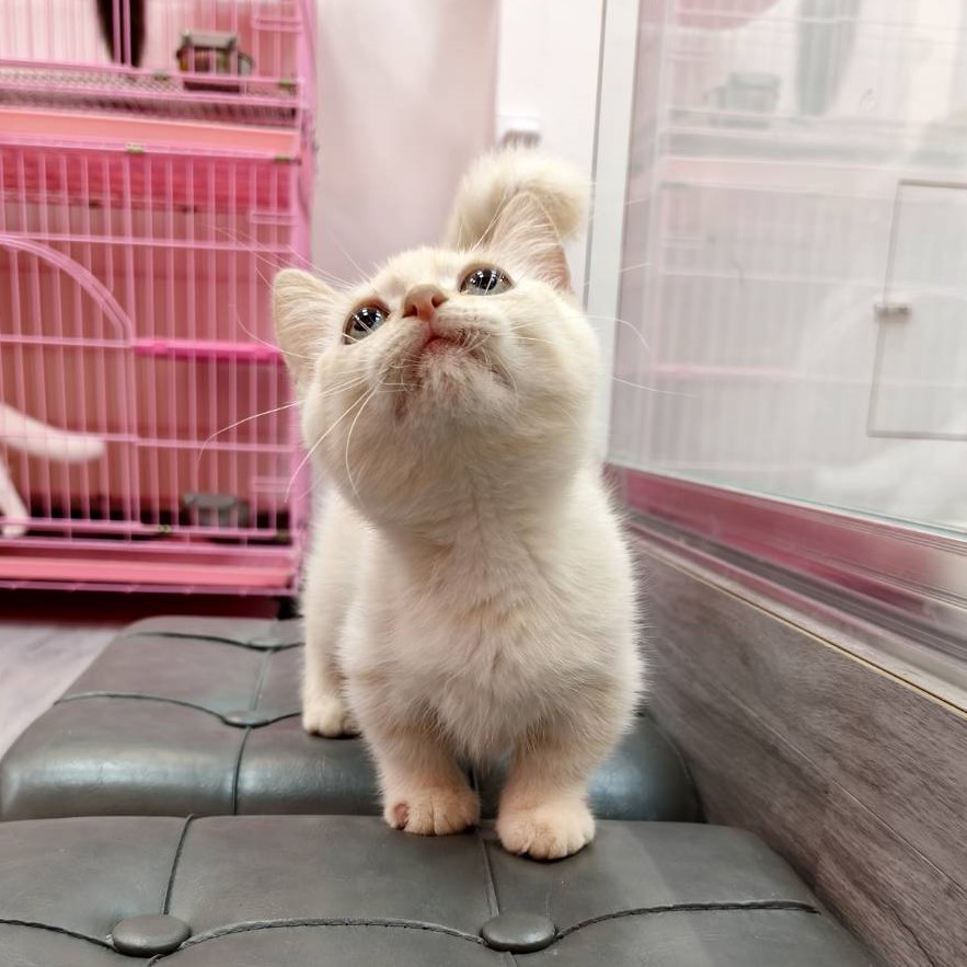 【已售出】曼赤肯-重奶