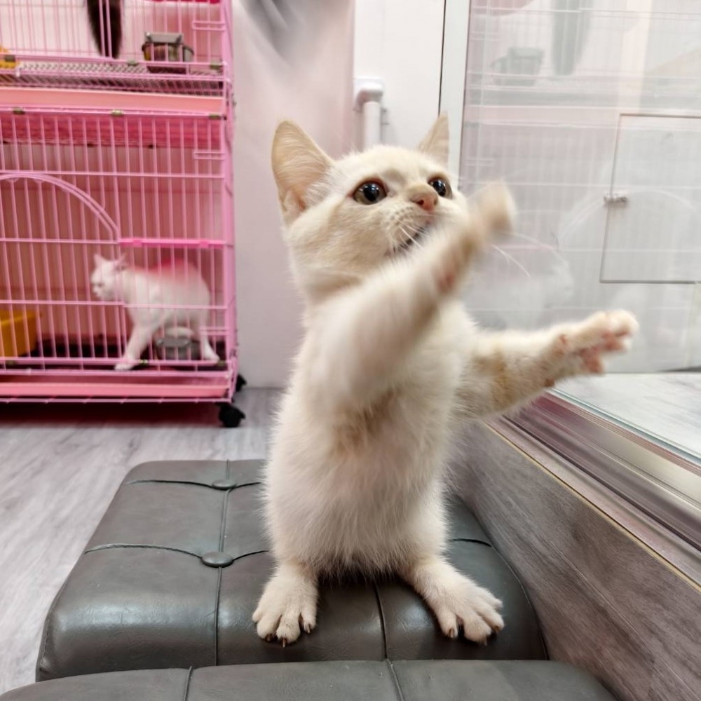 【已售出】曼赤肯-重奶