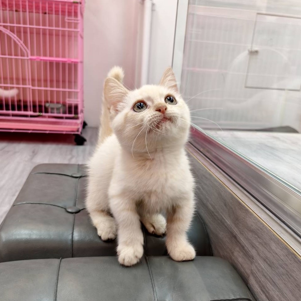 【已售出】曼赤肯-重奶